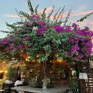 El Huizache Tacos y Tragos La Paz 5
