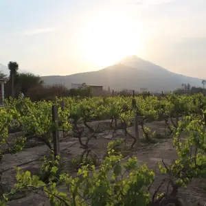 Vinícola Maravillas García 2