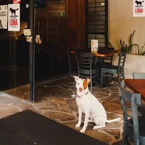 Palmer Bar Guadalajara 7