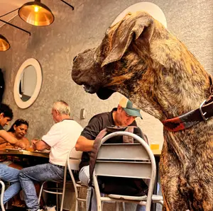 Restaurant La Sombrita Medellín 6