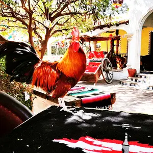 Restaurante María Corona Los Cabos 3
