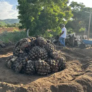 Las Garrochas Hoguera Mezcalera 5