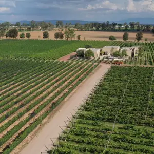 RAIGAL Restaurante en Viñedo Cuna de Tierra  1